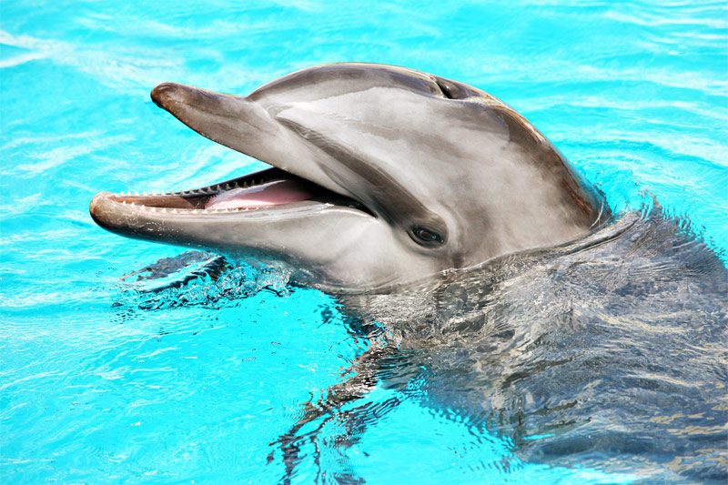 Dolphin Watching On Your Anna Maria Island Cruise | M/V Minnow